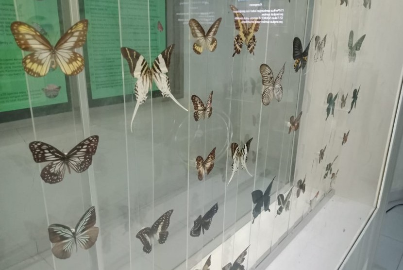 Sebanyak 15 jenis kupu-kupu ditemukan saat sejumlah peneliti melakukan observasi kupu-kupu di areal Unit Pelaksana Teknis (UPT) Agrotechnopark Universitas Jember (Unej), Jawa Timur.  Foto:Kupu-kupu yang ada di Penangkaran Taman Nasional (TN) Bantimurung Bulusaraung, Kabupaten Maros, Sulawesi Selatan, Jumat (14/6). 