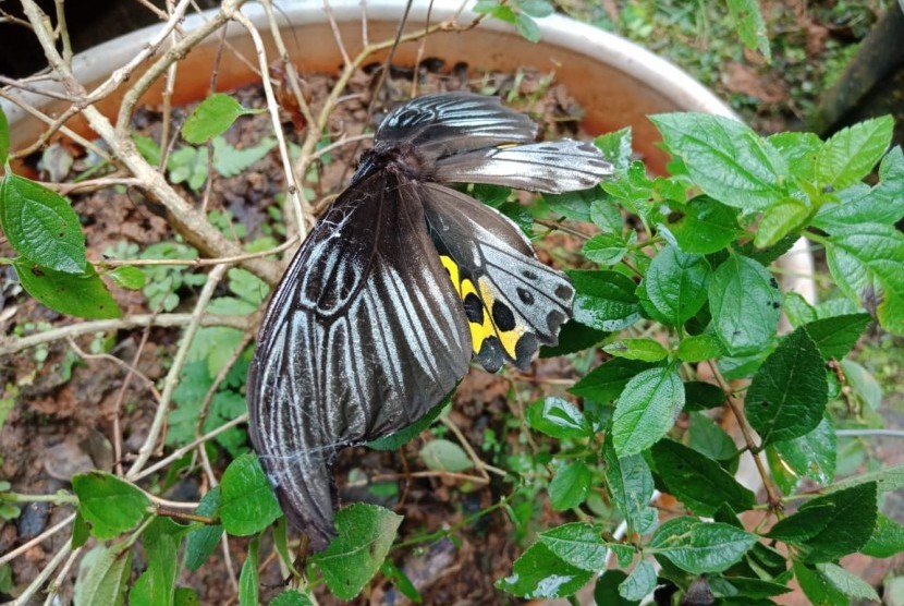 Kupu-kupu yang ada di Penangkaran Taman Nasional (TN) Bantimurung Bulusaraung, Kabupaten Maros, Sulawesi Selatan, Jumat (14/6). 