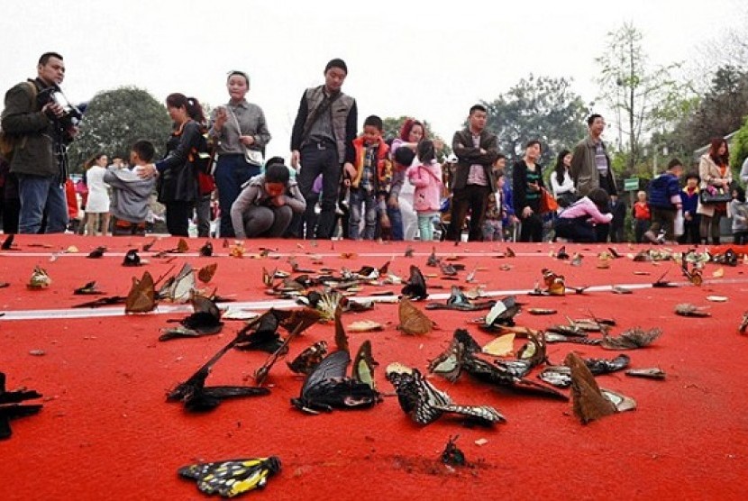 Kupu-kupu yang mati terinjak ulah wisatawan di Chengdu, Cina