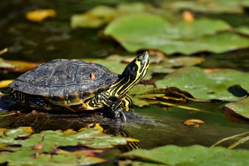 Kura-kura kecil perliharaan disebut menjadi penyebab wabah salmonela pada anak-anak di Amerika Serikat (AS). (ilustrasi)