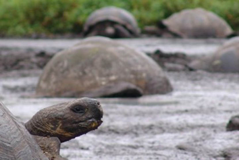 Kura kura Galapagos