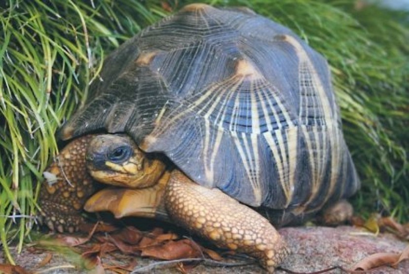 Kura-kura radiata adalah satwa yang terancam punah.