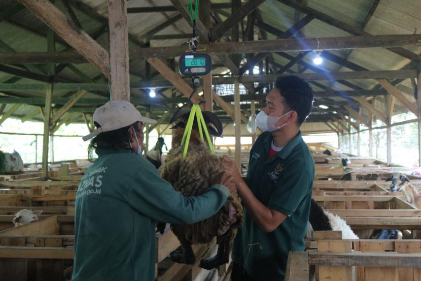 Unit Pengumpul Zakat PT Pupuk Kalimantan Timur (UPZ PKT) menyalurkan bantuan hewan kurban bagi masyarakat Papua dan Papua Barat melalui layanan Kurban Online Badan Amil Zakat Nasional (Baznas) senilai Rp 125 Juta. Ilustrasi peternak mustahik binaan Baznas.