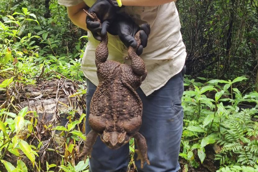 Kylee Grey, penjaga hutan di Departemen Lingkungan dan Sains Queensland, memegang kodok tebu raksasa, Kamis, 12 Januari 2023, di dekat Pantai Airlie, Australia. Kodok itu memikiki berat 2,7 kg, diyakini merupakan yang terbesar di dunia.