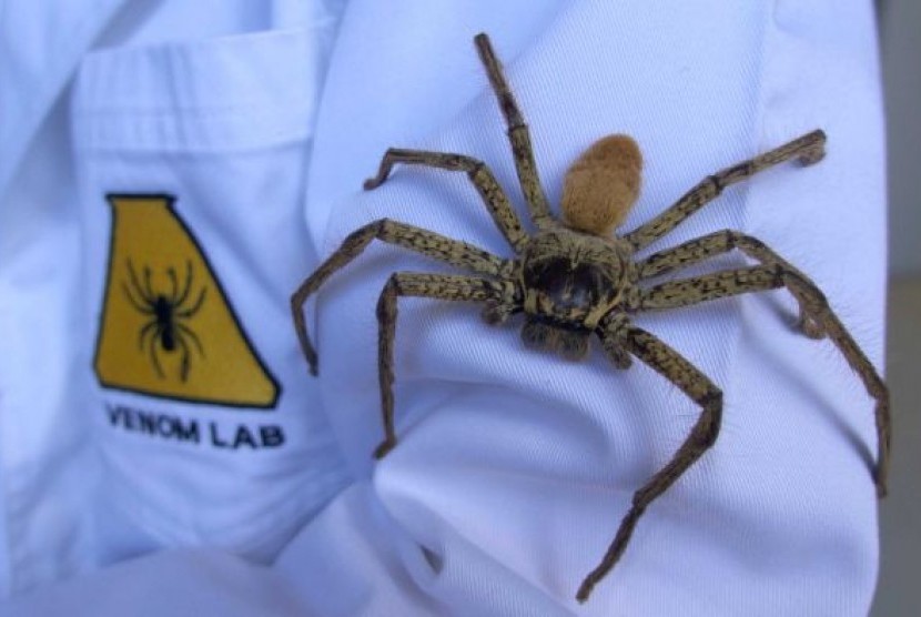 Laba-laba berbulu yang menjadi koleksi di Australian Museum.