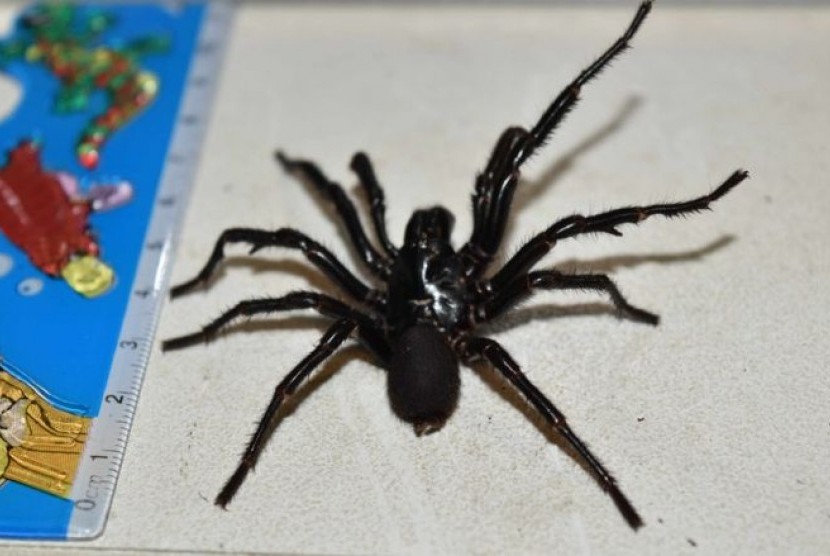Laba-laba funnel we bernama Big Boy yang racunnya diperah di Australia untuk menemukan penangkalnya.
