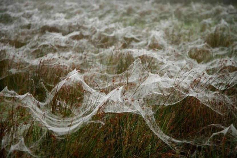 Laba-laba kecil dan jaringnya memenuhi sebuah daerah di Australia
