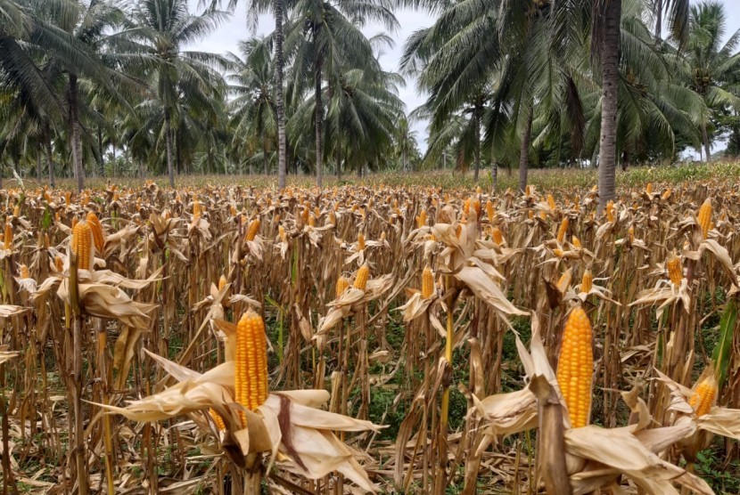 Ladang jagung (ilustrasi)