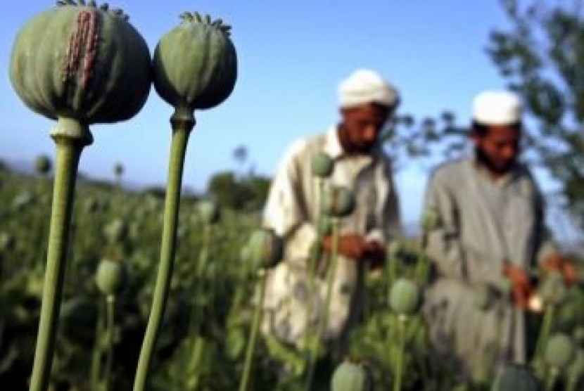 Ladang opium di Afghanistan