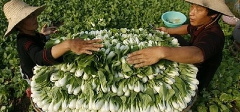 Ladang pertanian di Cina