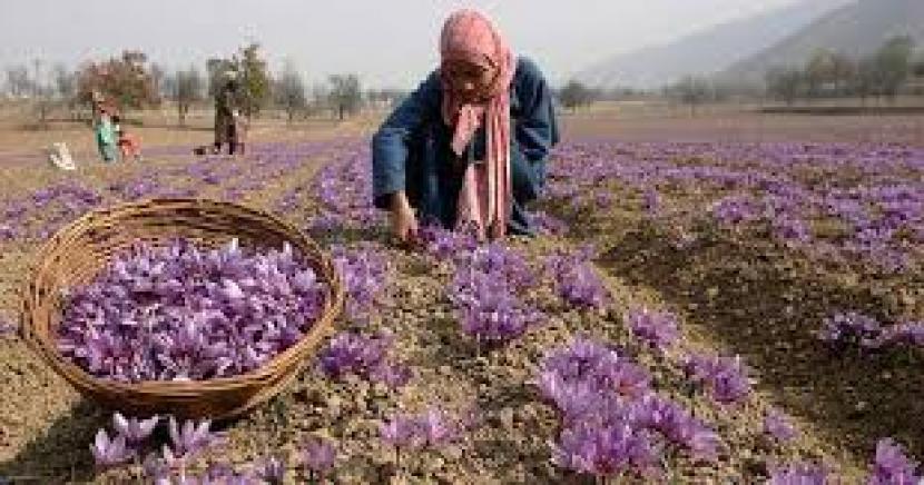  Safron merupakan rempah termahal di dunia, terkenal dengan rona emasnya yang indah dan aroma bunga yang lembut.