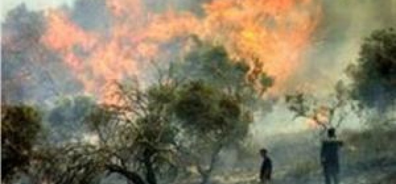 Ladang Zaitun milik warga Palestina yang dibakar pemukim Yahudi