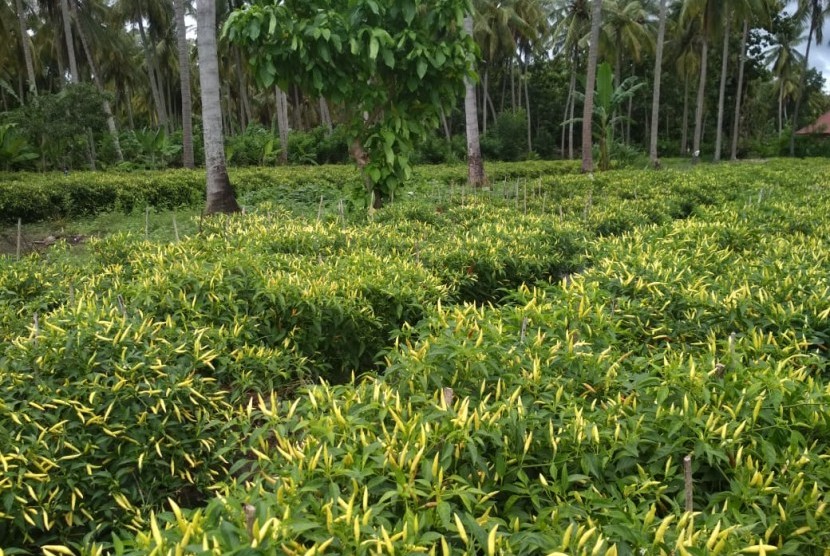 Lahan cabai rawit di wilayah Lombok, Nusa Tenggara Barat (NTB)