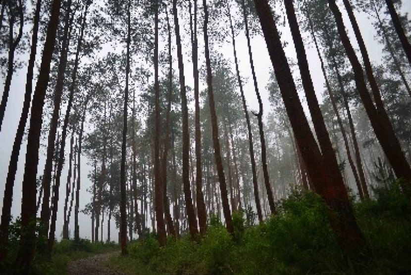 Lahan hutan (ilustrasi)