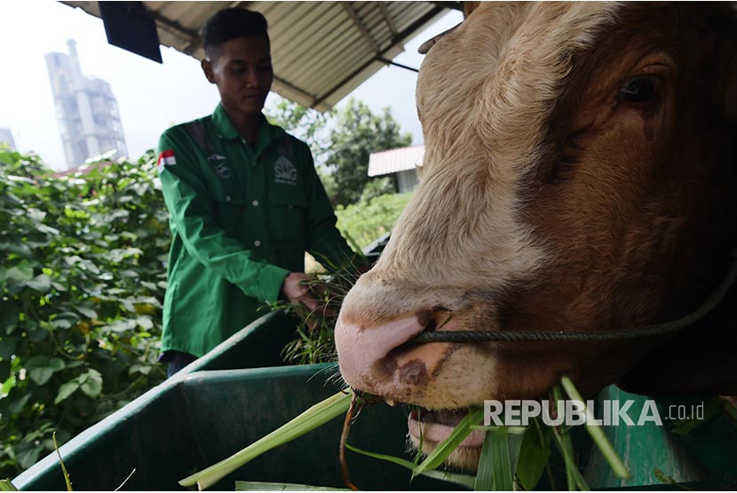 Jumlah sapi yang terjangkit penyakit terus bertambah di Sragen, Jawa Tengah.