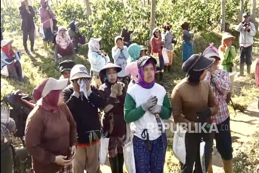 Lahan kopi milik negara di kawasan Java Coffee Estate (JCE), Kali Gedang, Bondowoso, kembali dirusak oleh orang tak dikenal. Ini adalah kali ketiga perusakan terjadi dalam waktu yang belum genap satu tahun.