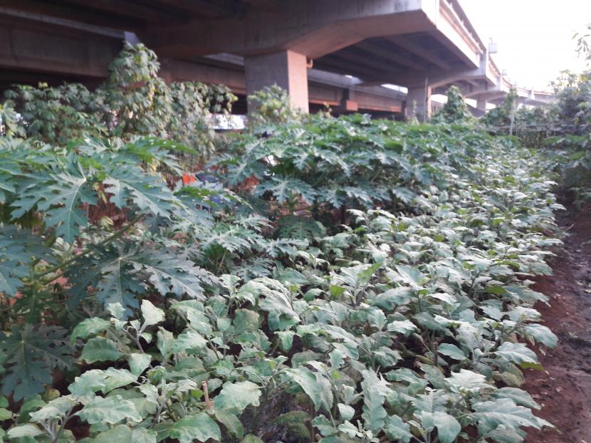 Lahan kosong di bawah Tol Becakayu, Cipinang, Jakarta Timur, ditanami berbagai macam tanaman.