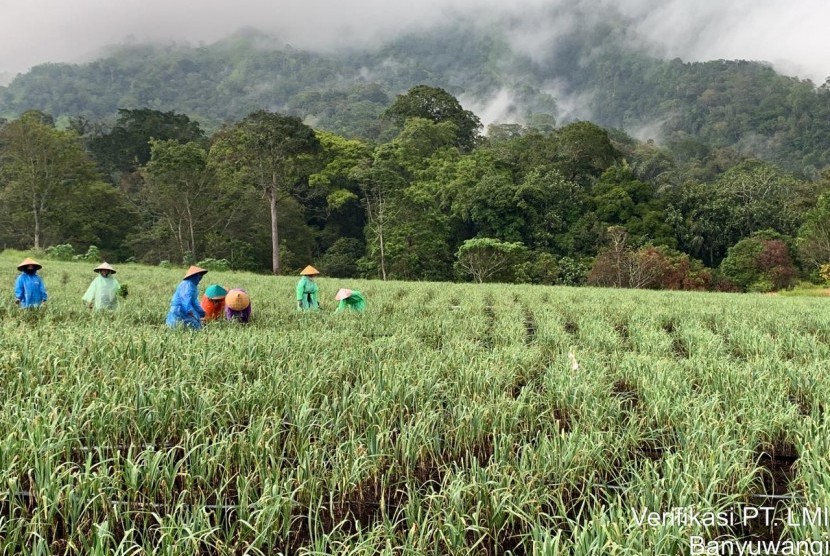 Lahan pertanian bawang putih di Banyuwangi