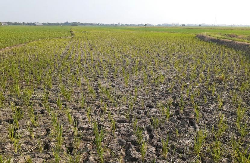 Pemkab Indramayu menyiapkan lahan seluas 14 hektare untuk kawasan industri. Alih fungsi lahan ini tak ganggu sektor pertanian.