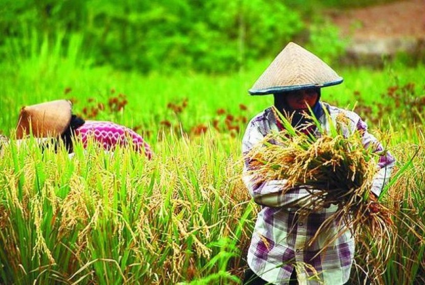 BNI akan memperluas akses pembiayaan kepada lebih dari 225 ribu petani yang tersebar di 13 provinsi.  Foto ilustrasi petani.