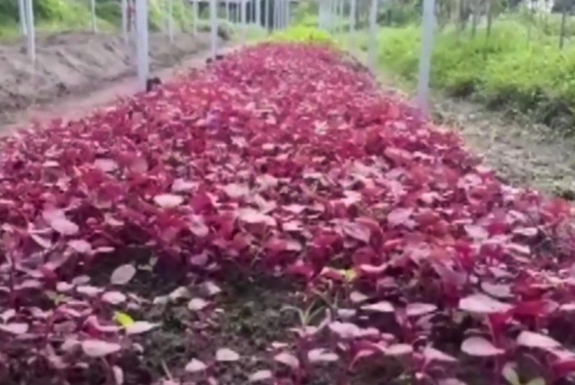 Lahan pertanian sayur organik di Sleman, Yogyakarta