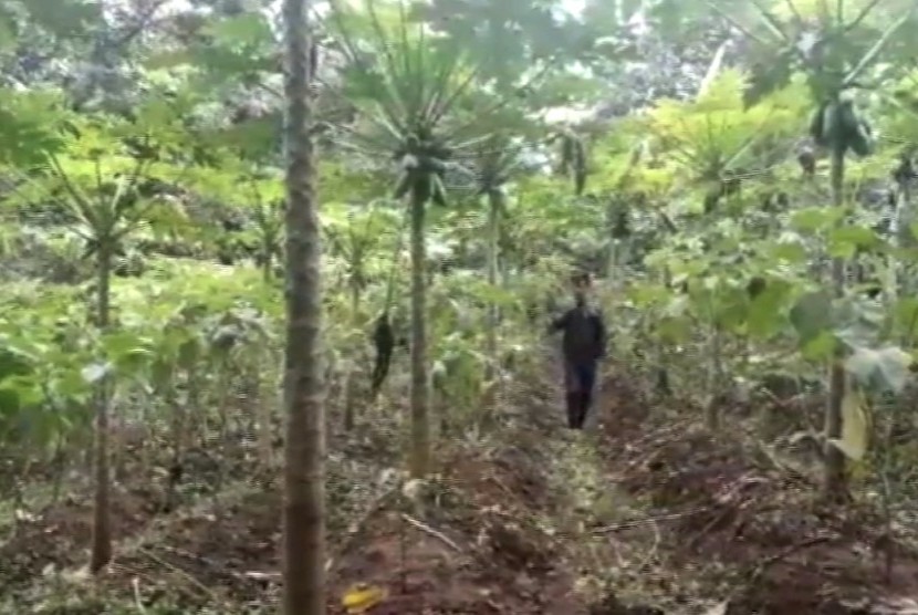 Lahan pertsnisn di Kampung Sempong, Desa Bojong, Kecamatan Cilimus, Kabupaten Kuningan, Jawa barat