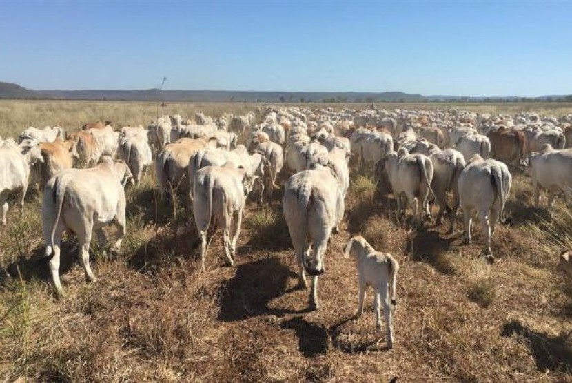 Lahan peternakan Victoria River Downs Station mencakup area seluas 10 ribu KM2 di Northern Territory.