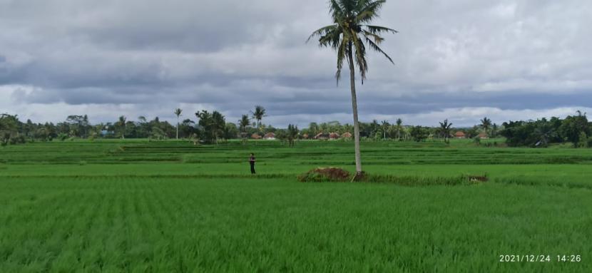 Ilustrasi lahan wakaf.