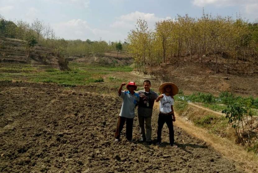 Lahan tanam padi sawah di Kabupaten Sragen, Jawa Tengah