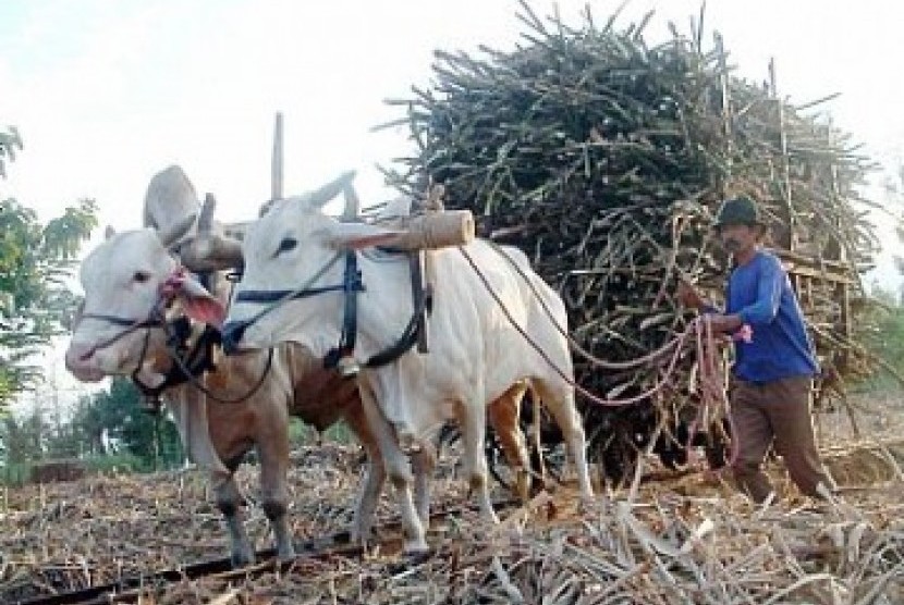 Lahan tebu