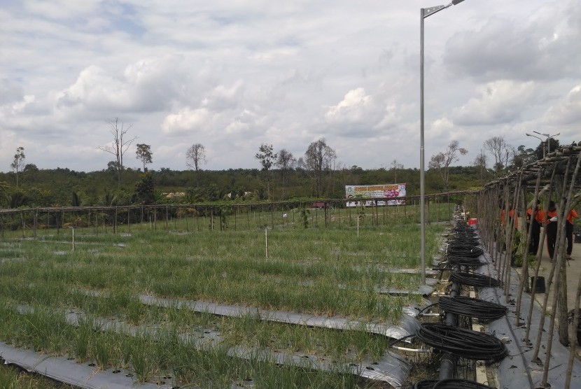 Lahan uji coba penanaman bawang merah pertama kali di Kalbar yang dikelola Ibu Gubernur Kalbar, Frederika Cornelis di Ngabang, Sanggau, Kalbar, Sabtu (22/10).