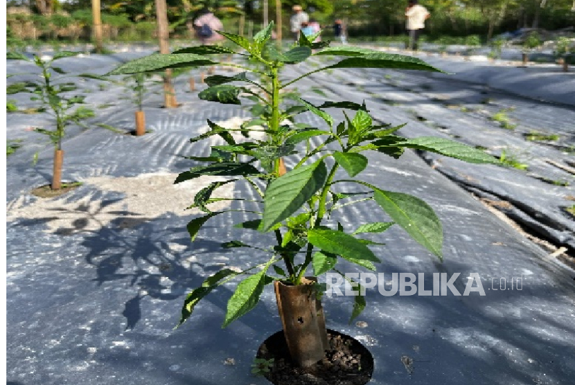  Lahan Uji Produksi Benih Cabai Lotanbar Varietas Unggul Lokal dengan Aplikasi Pupuk Organik KoHeA+MF