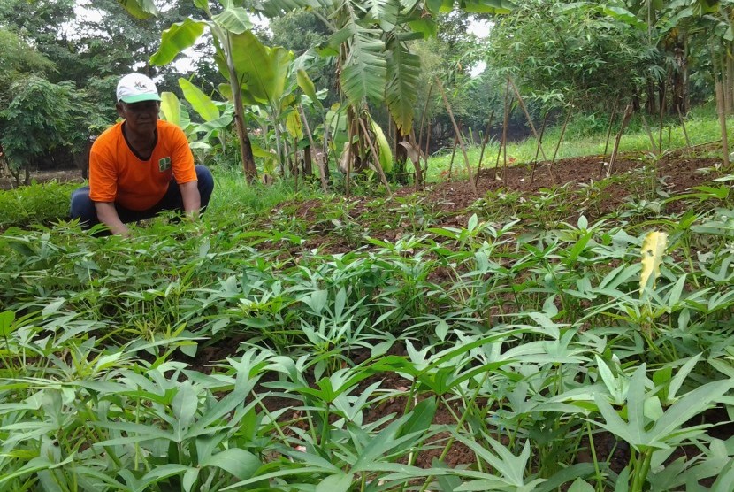 Lahan yang dikelola Mat Peci di bantaran Sungai Ciliwung.