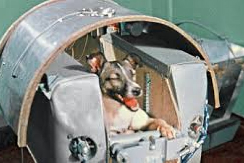 Laika, makhluk hidup pertama yang dikirim ke luar angkasa bersama Sputnik II.
