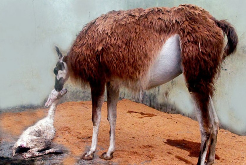 Lama Gunaco melahirkan secara alami di TSI Bogor.