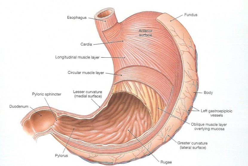 7 Macammacam Penyakit Lambung Dan Gejalanya