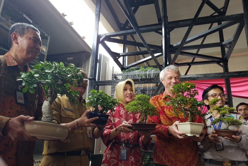 Launching ekspor bonsai.