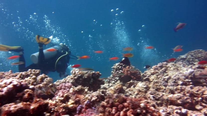 Keanekaragaman hayati laut lepas (ilustrasi). 