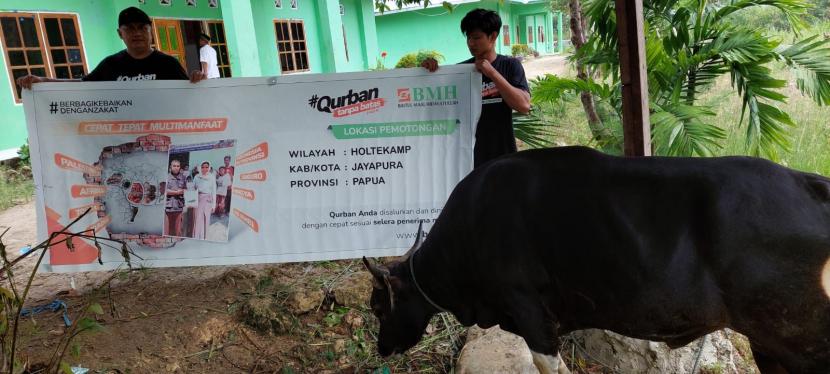 Laznas BMH menyalurkan hewan qurban ke  Provinsi Papua, meliputi Merauke, Jayapura, Timika, Sarmi dan Nabire.