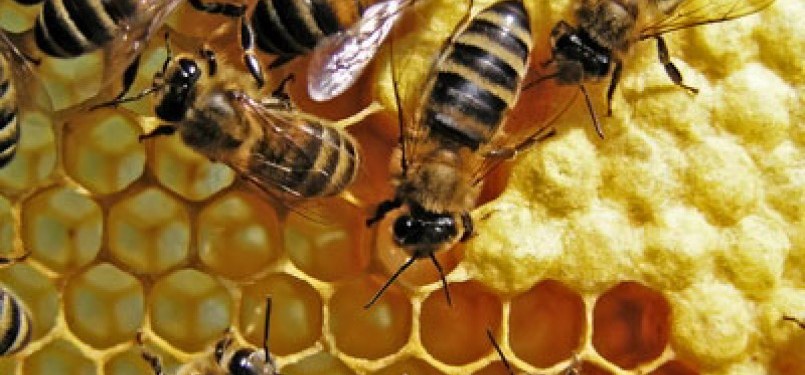 Lebah dan sarangnya (ilustrasi)