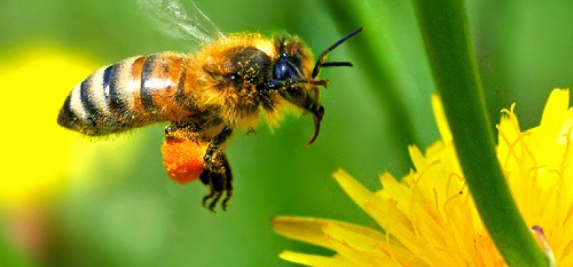 Subhanallah, Inilah Mukjizat Lebah Madu | Republika Online