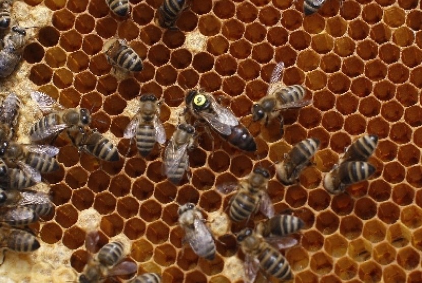 Lebah, penghasil madu.