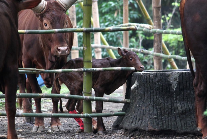 Lembu Ankole atau Watusi anakan sedang dijaga induknya di salah satu kandang di Kebun Binatang Surabaya (KBS), Jawa Timur, Jumat (4/3).