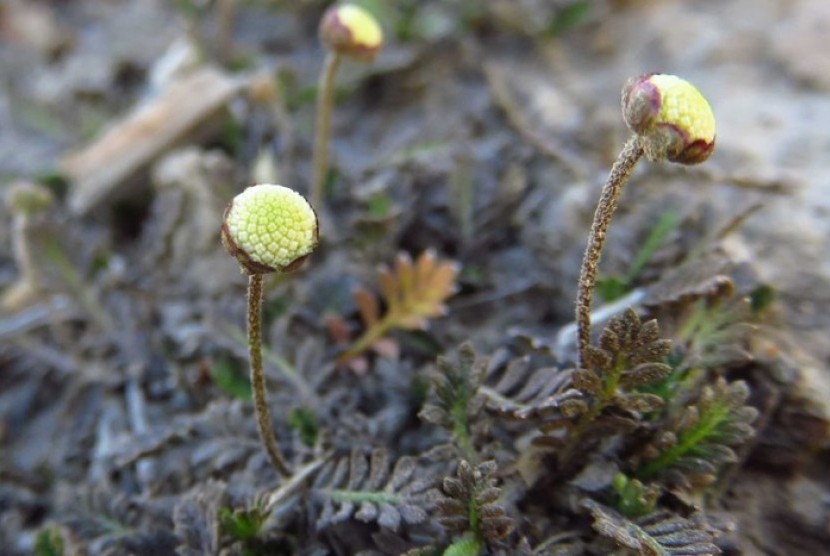 Leptinella filiformis 