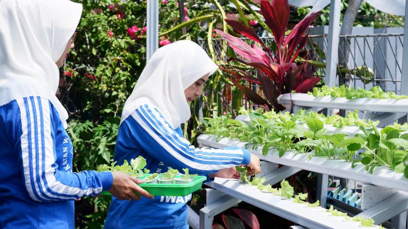 Lewat dukungan yang diberikan oleh BRI dan Ikatan Wanita Bank Rakyat Indonesia (IWABRI) dalam program BRI Peduli Bertani di Kota (BRInita), masyarakat mendapatkan keahlian baru, yaitu bertani dengan memanfaatkan lahan sempit atau yang ada di sekitar lingkungan mereka.
