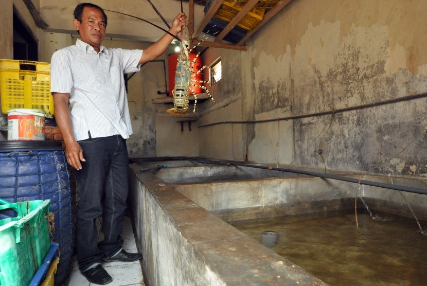 Lilik Harijanto memperlihatkan komoditas lobster hasil budi dayanya.  