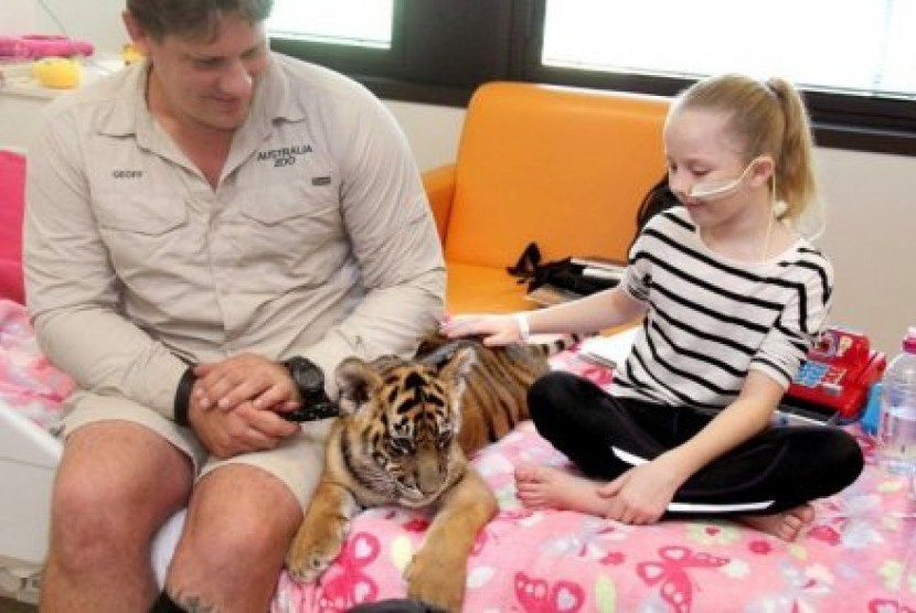 Lily Flynn, 11 tahun, mengelus bayi harimau yang mengunjungi rumah sakit di Brisbane. 