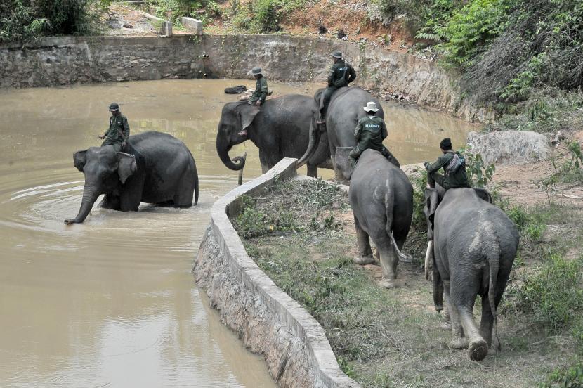 Lima mahout (pawang) menunggangi gajah Sumatera (Elephas maximus sumatranus) jinak.