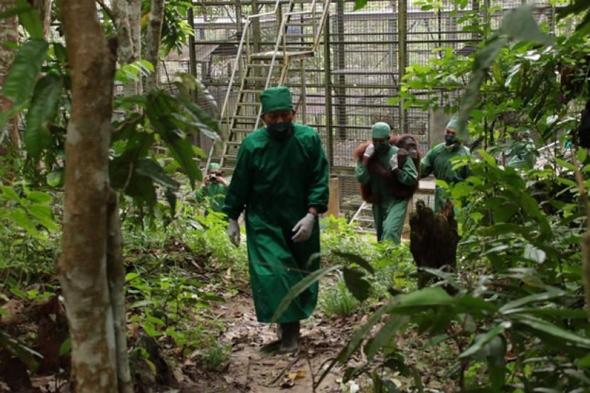 Lima orangutan yang direhabilitasi di Samboja Lestari akan kembali dilepasliarkan ke alamnya di Hutan Kehje Sewen, Kalimantan Timur. Pelepasliaran ini terwujud berkat kerja sama antara Borneo Orangutan Save Foundation (BOSF) dan program Bakti BCA.