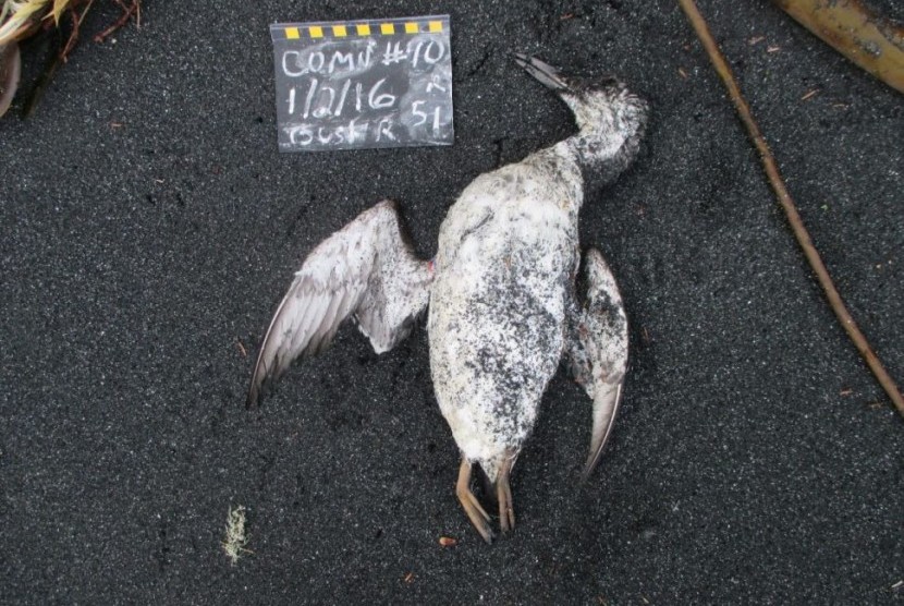 Lima tahun yang lalu, puluhan ribu burung laut terdampar di pantai Pasifik. 